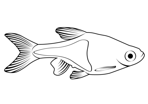 Harlequin Rasbora (Trigonostigma Heteromorpha) Coloring Page